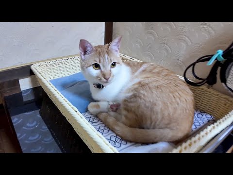 【猫旅館】部屋に戻ると猫さん浴衣の上で寝てました。そして扉を開けた隙に入ってくる三毛猫ちゃん(YouTube)