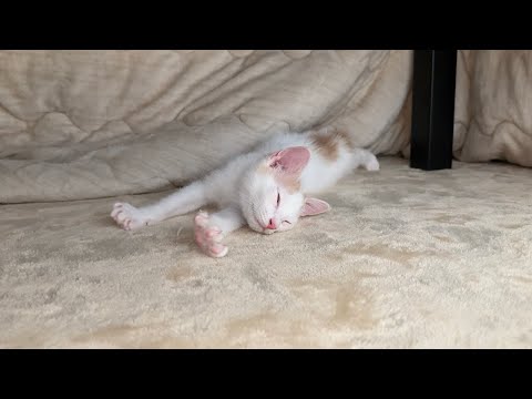 初めてのこたつが極楽すぎて1日中ゴロゴロして動かない子猫に困ってます…笑(YouTube)