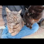 ベンチに座ると、マーブル黒猫とミニ黒猫が速攻でひざの上にのってきた(YouTube)