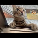 なんだかんだ気になって偵察しに来る猫(YouTube)