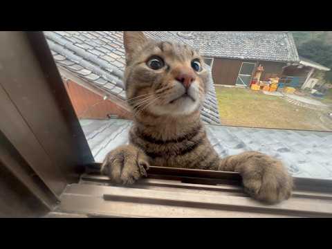 なんだかんだ気になって偵察しに来る猫(YouTube)