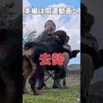 犬の去勢について　#犬の問題行動　#犬の去勢(YouTube)