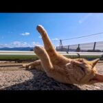 防波堤を歩くだけで猫が次々ゴロン！可愛さが渋滞していた(YouTube)