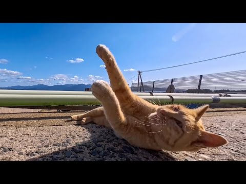 防波堤を歩くだけで猫が次々ゴロン！可愛さが渋滞していた(YouTube)