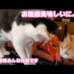 お雛様って美味しいにょ？  桃紅のために飾って下さいましたよ～  椋も柚も元気です   2026 02 21 2(YouTube)