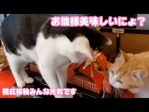 お雛様って美味しいにょ？  桃紅のために飾って下さいましたよ～  椋も柚も元気です   2026 02 21 2(YouTube)