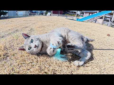 遊びたい盛りの灰色猫にオモチャを見せたら宙を舞って喜んだ(YouTube)