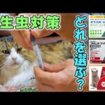 【猫のノミダニ寄生虫対策】ネクスガードキャットコンボとフロントラインの違い🐈多頭飼い必見の低価格ジェネリックも紹介(YouTube)
