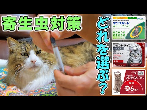 【猫のノミダニ寄生虫対策】ネクスガードキャットコンボとフロントラインの違い🐈多頭飼い必見の低価格ジェネリックも紹介(YouTube)
