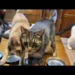 キュウちゃんやっぱり病院 2026.02.24(YouTube)