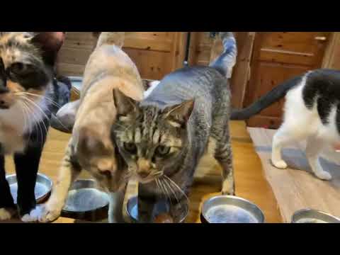 キュウちゃんやっぱり病院 2026.02.24(YouTube)