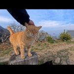 海が見渡せる丘に上って行く途中の細道で猫たちと出会って一緒に丘に向かった(YouTube)