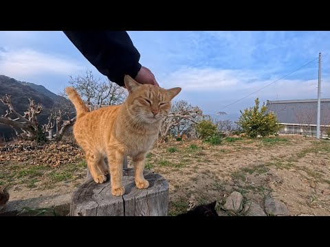 海が見渡せる丘に上って行く途中の細道で猫たちと出会って一緒に丘に向かった(YouTube)