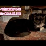 オレッちホカペ気に入っただからね  ぬくぬくねただからね　スイカ  2026 02 04 1(YouTube)