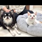 新入り子猫の譲渡トライアルの結果について。(YouTube)