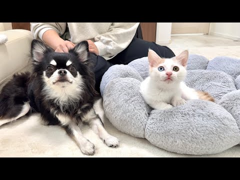新入り子猫の譲渡トライアルの結果について。(YouTube)