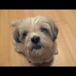 ナナちゃんありがとう(YouTube)