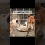 ペットでも家族でもない…私の魂(YouTube)