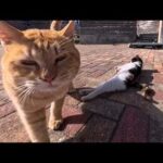 猫島の漁協前の広場にいた猫たち、ゴロンゴロン転がってかわいすぎる(YouTube)
