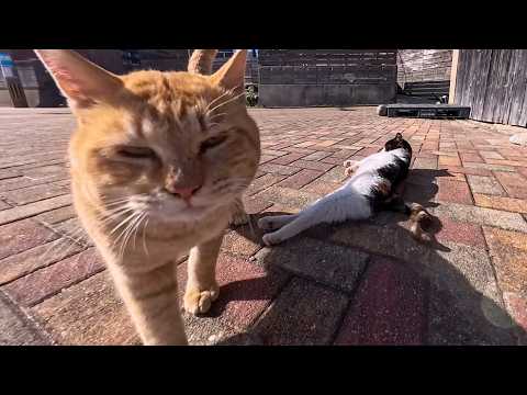 猫島の漁協前の広場にいた猫たち、ゴロンゴロン転がってかわいすぎる(YouTube)