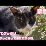 緊急！ オレ必死に戻ってきただからね オウチだからね ここ  病院連れて行きます  2026 02 10 2(YouTube)