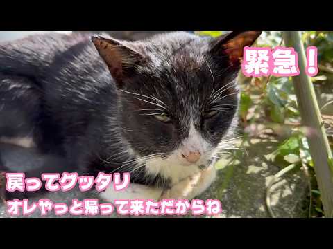 緊急！ オレ必死に戻ってきただからね オウチだからね ここ  病院連れて行きます  2026 02 10 2(YouTube)