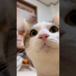 ロケットダッシュや(YouTube)