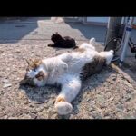 猫島・相島のフェリー乗り場でくつろぐ猫たち…完全に野生を忘れてて癒しが限界😺(YouTube)