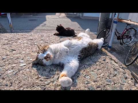 猫島・相島のフェリー乗り場でくつろぐ猫たち…完全に野生を忘れてて癒しが限界😺(YouTube)