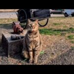 猫島の道端で出会った猫「猫ジャラシで遊びたかったらちゅーる１本ニャン!」オレ「ちょっと貸して」猫「先払いニャン!!」(YouTube)