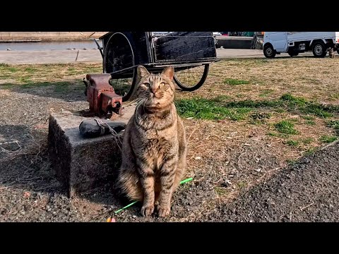 猫島の道端で出会った猫「猫ジャラシで遊びたかったらちゅーる１本ニャン!」オレ「ちょっと貸して」猫「先払いニャン!!」(YouTube)