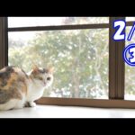 【2/27③】現在ネコ吉も驚き中です！わが家はもうヤバいかも‥【続きはサブチャンで🐈】(YouTube)