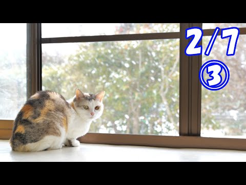 【2/27③】現在ネコ吉も驚き中です！わが家はもうヤバいかも‥【続きはサブチャンで🐈】(YouTube)