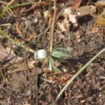 井の頭自然文化園 花ごよみ動画 セツブンソウの開花(YouTube)