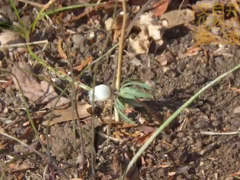 井の頭自然文化園 花ごよみ動画 セツブンソウの開花(YouTube)