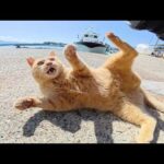 後輩をイジメていた茶トラ猫がキジトラボスに怒られる(YouTube)