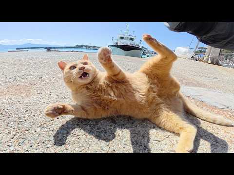 後輩をイジメていた茶トラ猫がキジトラボスに怒られる(YouTube)