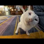 【猫ホテル】夜外出から帰ってきたら猫たちロビーで寛いでいました(YouTube)