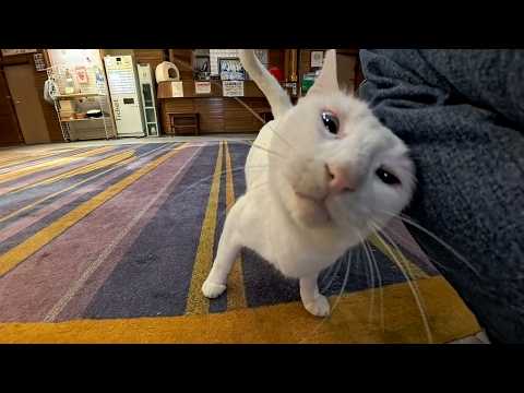 【猫ホテル】夜外出から帰ってきたら猫たちロビーで寛いでいました(YouTube)