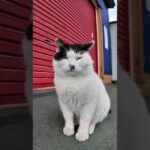 白黒猫さん(YouTube)