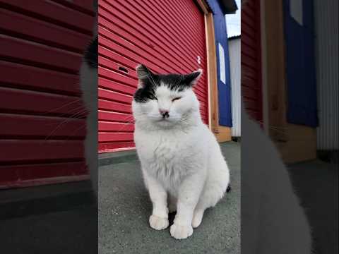 白黒猫さん(YouTube)