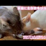 家猫に生存競争は無いはずなんですが  明日からサムネと字幕なしの配信です 28日から通常営業の予定です   2026.02.22-1(YouTube)