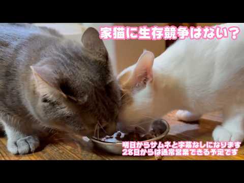 家猫に生存競争は無いはずなんですが  明日からサムネと字幕なしの配信です 28日から通常営業の予定です   2026.02.22-1(YouTube)