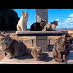 公園のテーブルに座るとあっという間に猫に取り囲まれる(YouTube)