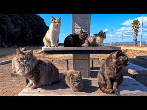 公園のテーブルに座るとあっという間に猫に取り囲まれる(YouTube)