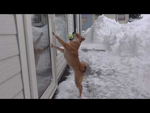 柴犬が何度も即帰宅してしまうレベル‥強烈な寒波が、これ。(YouTube)