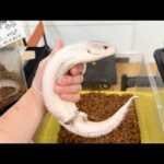 爬虫類イベントで激レア個体を大量に販売しているショップが凄すぎた！(YouTube)