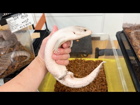 爬虫類イベントで激レア個体を大量に販売しているショップが凄すぎた！(YouTube)