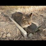 こうでなくっちゃ(YouTube)