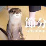 カワウソ猫猫3歳児のわっちゃわっちゃな鬼退治！ Otter Cat Cat 3-Year-Old’s Chaotic Demon-Slaying!(YouTube)